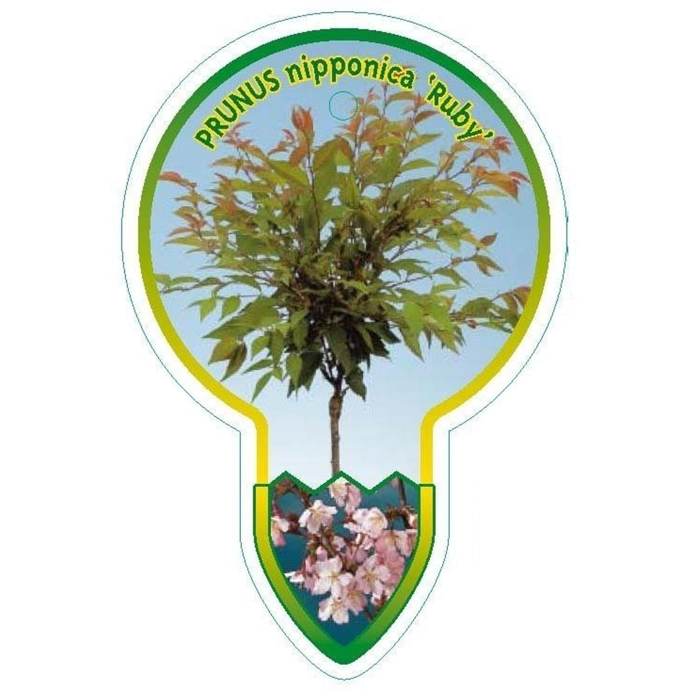 Japanskt körsbär – Prunus nipponica 'Ruby' - 80 CM Stem C7.5